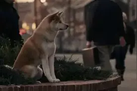 现实版“忠犬八公”！金毛犬河边苦等溺亡主人图片