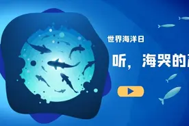 有声海报丨听！海哭的声音图片