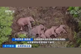 好萌！无人机拍下象群睡觉画面，原来它们是这样睡觉的…图片