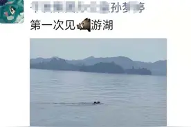 它俩承包了一整个千岛湖！今天两只野猪结伴游湖被拍到了图片