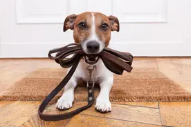 国外研究表明狗天生具有理解人类的基因图片