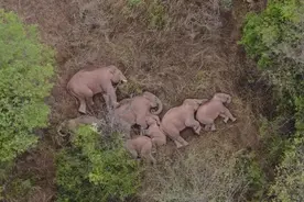 西方主流媒体集体围观“大象去哪儿”，这波报道和评论相当“稳”图片