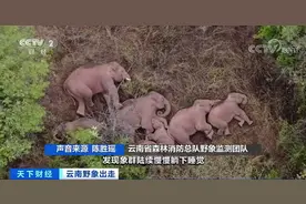 好萌！无人机拍下象群睡觉画面，原来它们是这样睡觉的…图片