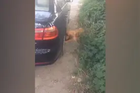 主人落水溺亡，金毛在主人车子和落水点来回跑一整天不吃不喝视频封面