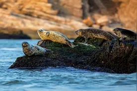 长岛海域斑海豹带娃觅食、晒日光浴……还有4头从洄游变定居图片