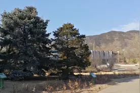 科普 | 园林树木百家姓——青图片