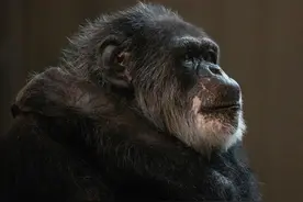 全美最年长黑猩猩去世图片