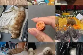 小区7条宠物狗被毒死，嫌疑人被控制！律师：或承担刑责图片