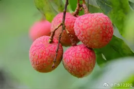 如何正确吃荔枝？图片