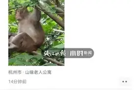 “跟刮大风一样！”杭州一公寓被盯上，接二连三闯入不速之客图片