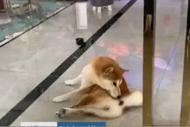 主人吃榴莲气味让狗狗产生错觉，一遍又一遍闻自己，还不停干呕图片