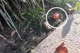 杭州一小区近期多条宠物犬被毒死，嫌疑男子已被刑拘图片