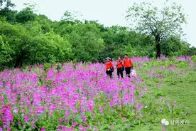 魅力甘洛 | 转转花开 花舞六月图片