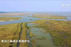 探访黄河三角洲的生物多样性保护视频封面