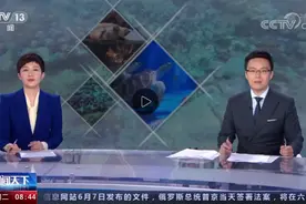 海龟产卵再破新纪录上央视！累计孵出稚龟68000多只图片