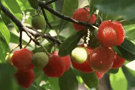 解锁初夏第一口杨梅鲜！果大核小还色佳，人见人爱的慈溪杨梅熟透啦！2021慈溪杨梅节马上开幕图片