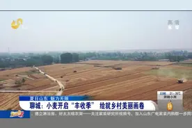 聊城：小麦开启“丰收季”，麦浪翻滚机声隆隆，绘就乡村美丽画卷视频封面
