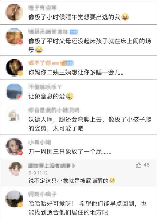 云南象群终于集体睡觉，小象被护在中间爬不出来…