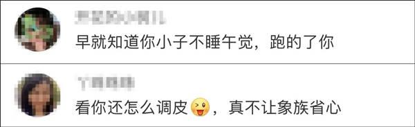 云南象群终于集体睡觉，小象被护在中间爬不出来…