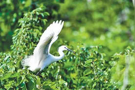 绚丽三角洲图片