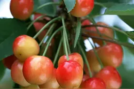 福利 | 走进樱桃园体验采摘乐趣图片