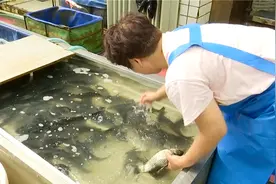 寿光：鱼比猪肉贵 淡水活鱼价格疯涨图片