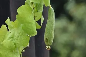 天热吃“苦”胜似进补！但这4种常见苦味瓜，有毒图片