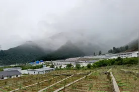 乡村振兴连连看⑦喜德生猪种业的强“芯”剂图片