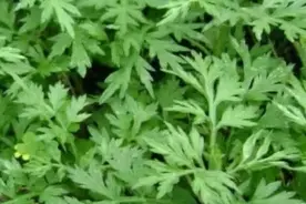 洗澡时这么用艾草，去痱防蚊虫，儿童必备图片