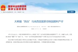 大熊猫“凤仪”在马来西亚顺利产仔：体重约140克，为雄性图片