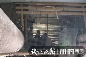 桥下隐蔽处有个铁笼，里面养了30只肉鸽，谁干的？图片