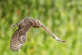 非法捕售野生动物严惩不贷图片