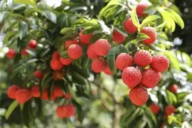 南沙荔枝文化直播节｜质优价美荔枝大量上市，线上线下均可购买图片