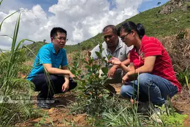 梧州市龙圩区厚植生态优势 发展特色种植富民兴村图片