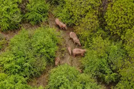 象群到哪了？前行的路又在哪里？——追踪云南野象北迁图片