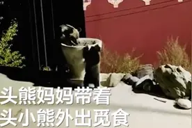 青海三只熊下山觅食被藏獒吓跑，监控记录全过程！网友：太猛了图片