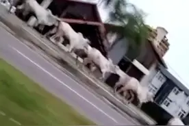 17头牛出逃“撒欢”在玻利维亚街头见人就撞图片