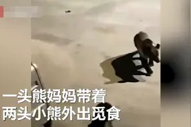 青海三头野生熊下山觅食，被家养藏獒“吓退”！网友爆笑模拟“交战双方”图片