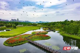 长沙松雅湖3000㎡美人花开 成网红打卡地图片