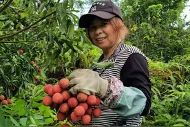 低至每斤3元！玉林桂味荔枝开摘，价格大跳水图片