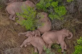 英媒：云南“大象睡觉”引发全球围观图片