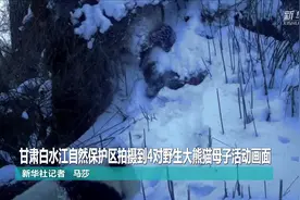 甘肃白水江自然保护区拍摄到4对野生大熊猫母子活动画面视频封面