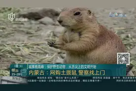 城事晚高峰：保护野生动物，从舌尖上的文明开始——内蒙古 网购土拨鼠  警察找上门视频封面