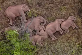 你知道大象和喇叭的渊源吗？《新编英汉学习词典》带你巧学词汇图片