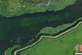 航拍新疆博斯腾湖芦苇湿地：绿意盎然图片