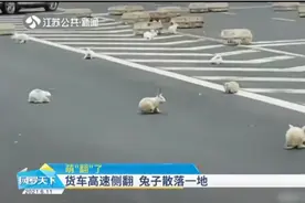 货车高速侧翻，兔子散落一地满地乱跑，司机无奈一只只抓回