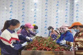 共发货10000件！“荔枝冷链直运落地配”模式开启荔枝物流运送新探索图片