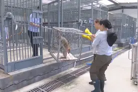 德州齐河：小猕猴患病 民警帮其安新家图片