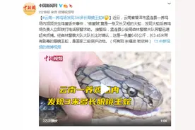 云南一养鸡场发现3米多长眼镜王蛇图片