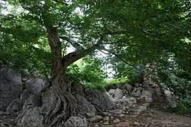 古树名木 | 3000岁“巨型盆景”扎根岩石中图片